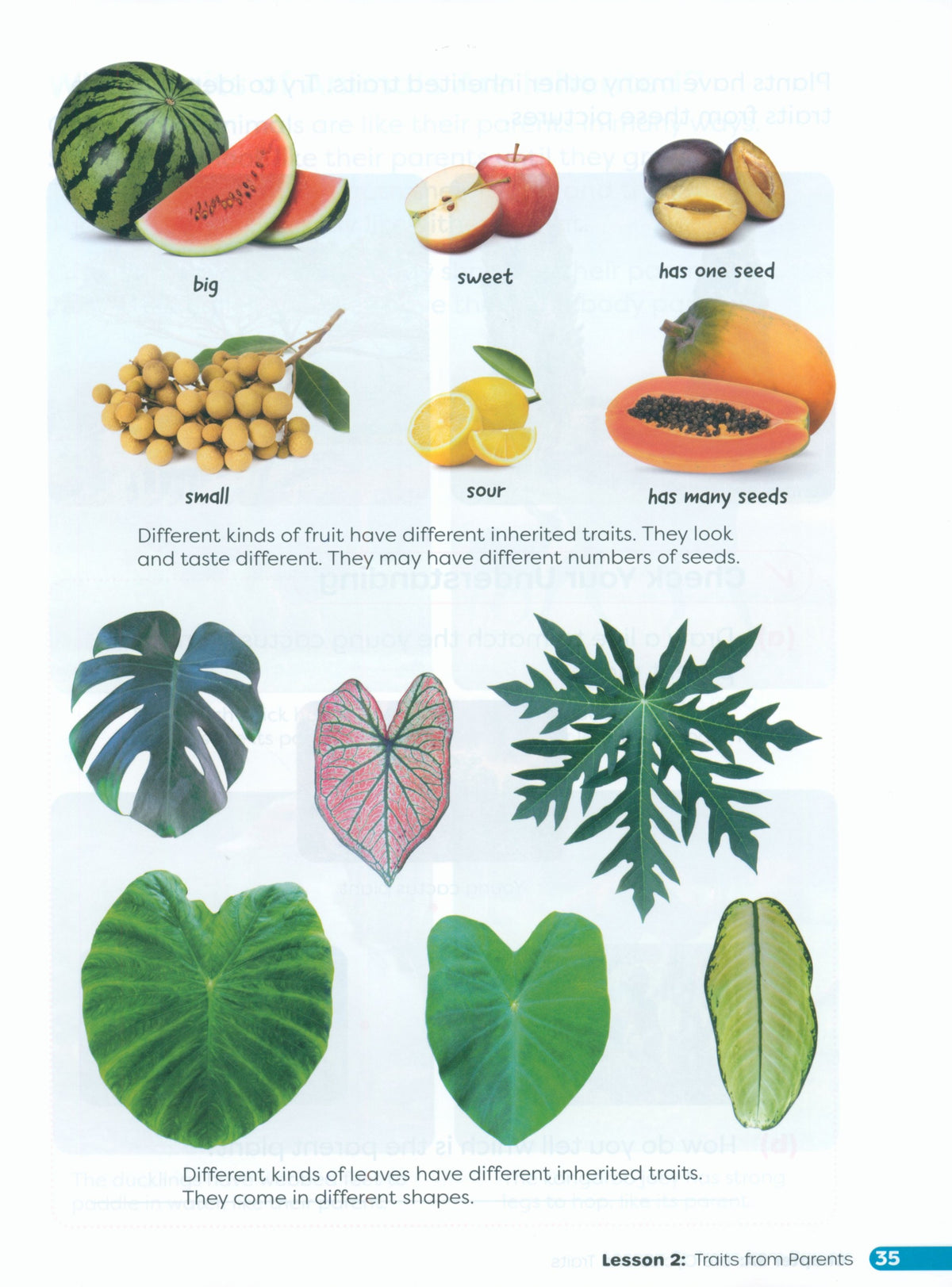Primary Science Worktext G3B